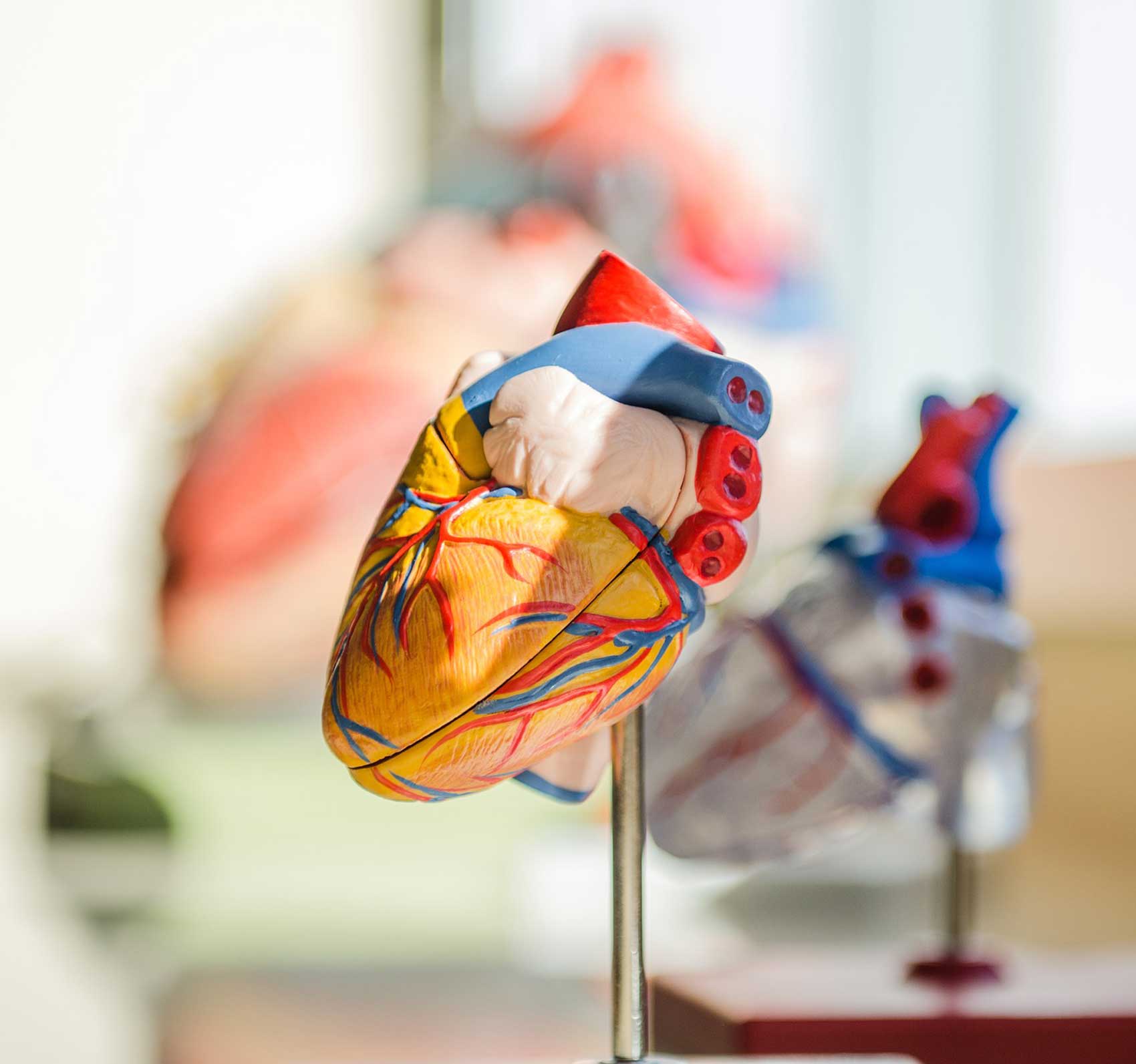 A display figure showing the heart organ.