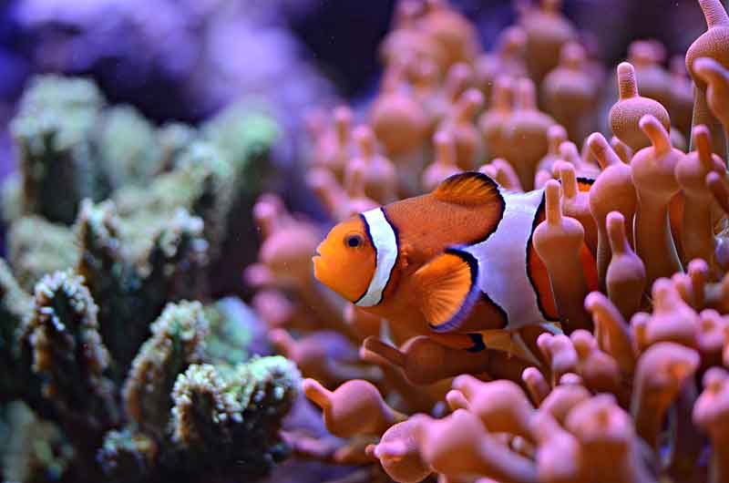 A clownfish peaking it's head out from the safety of the coral reef.