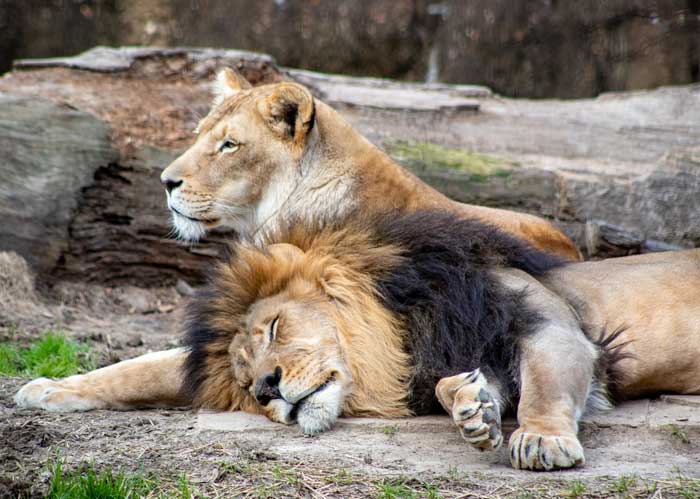 Two lions cuddling together