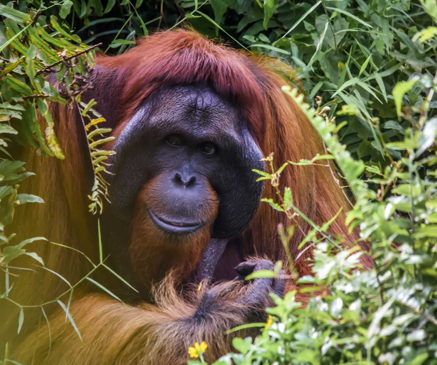 An curious oranguetang looking around.