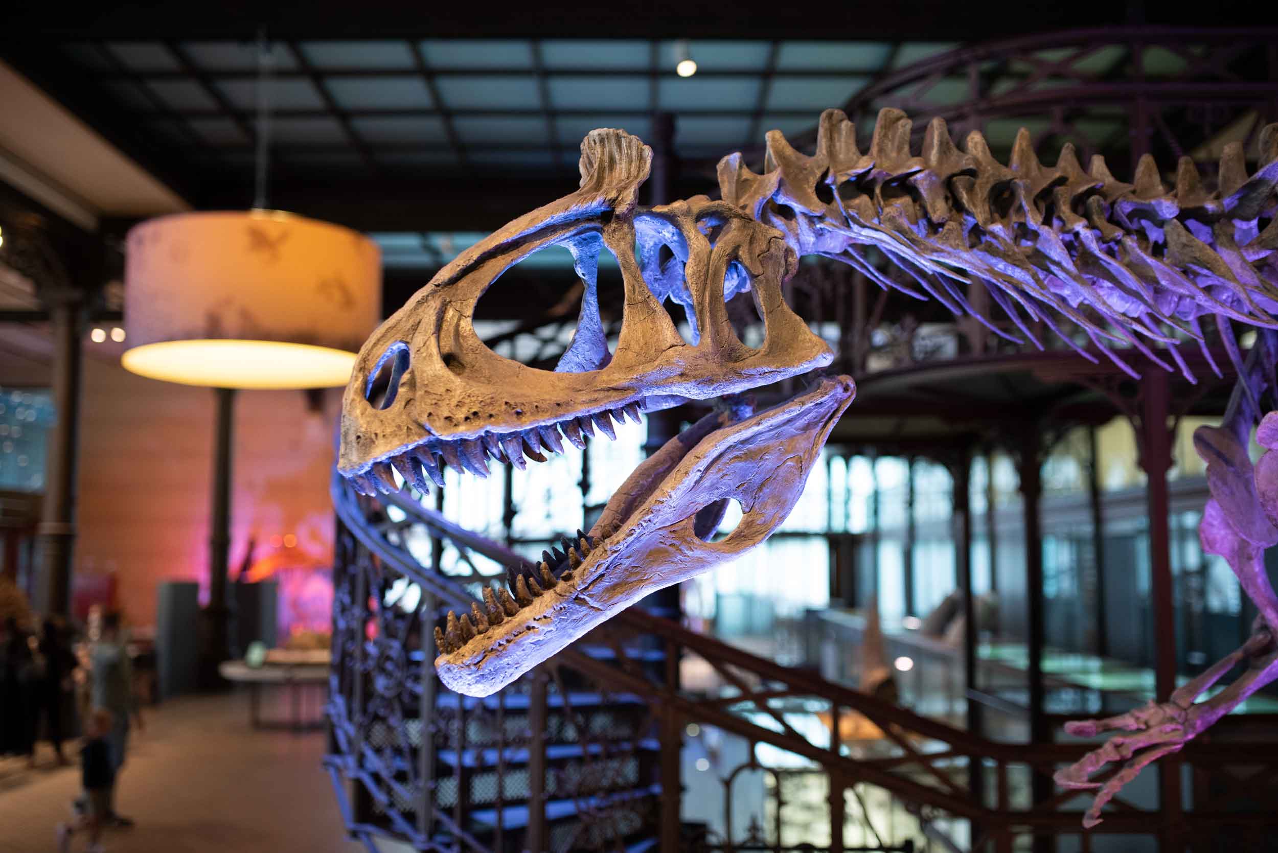 skeleton exhibit of a dinosaur
